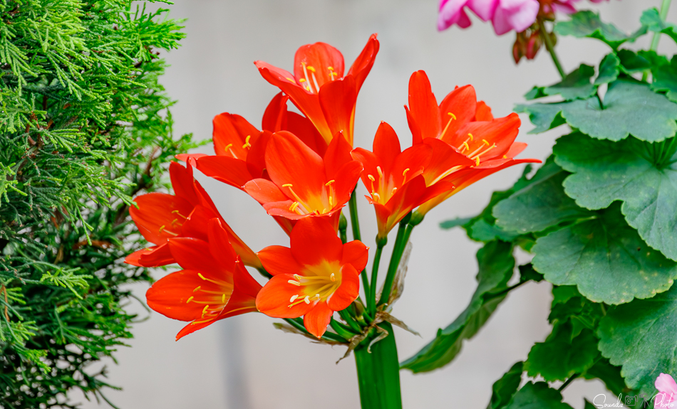 Canon EOS 7D Mark II - EF70-300mm f/4-5.6L IS USM