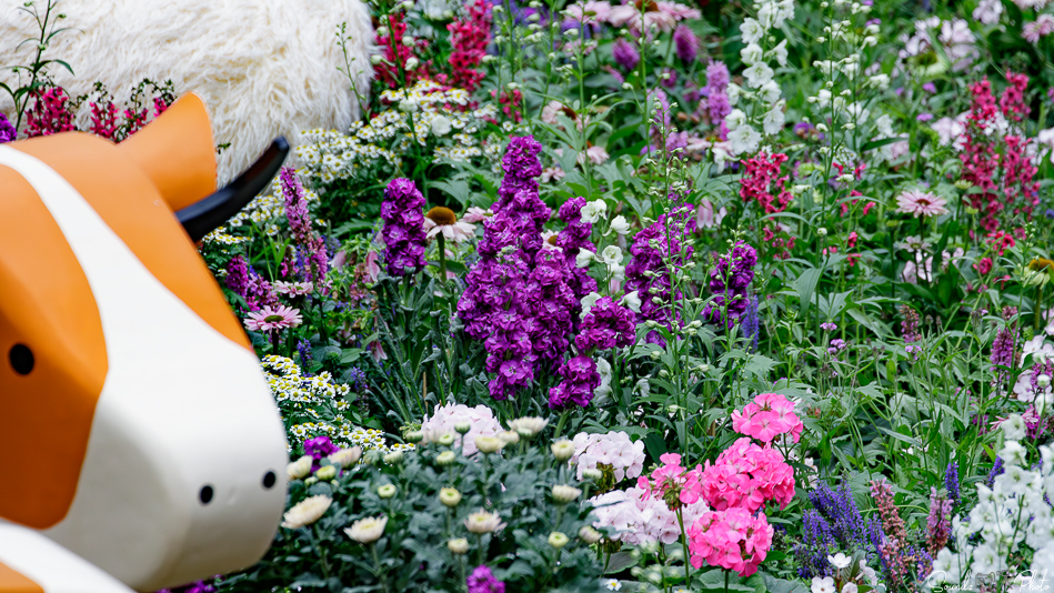 Canon EOS 7D Mark II - EF70-300mm f/4-5.6L IS USM