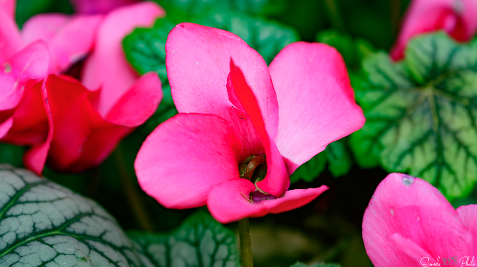 Canon EOS 7D Mark II - EF70-300mm f/4-5.6L IS USM