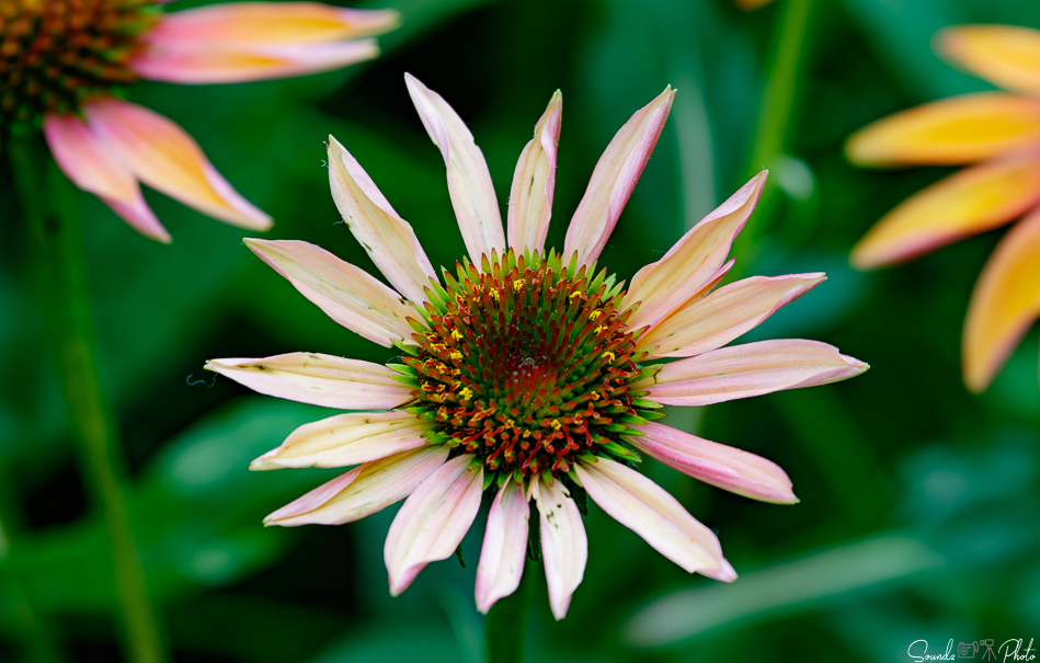 Canon EOS 7D Mark II - EF70-300mm f/4-5.6L IS USM