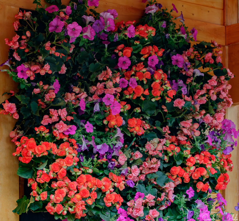 Canon EOS 7D Mark II - EF70-300mm f/4-5.6L IS USM