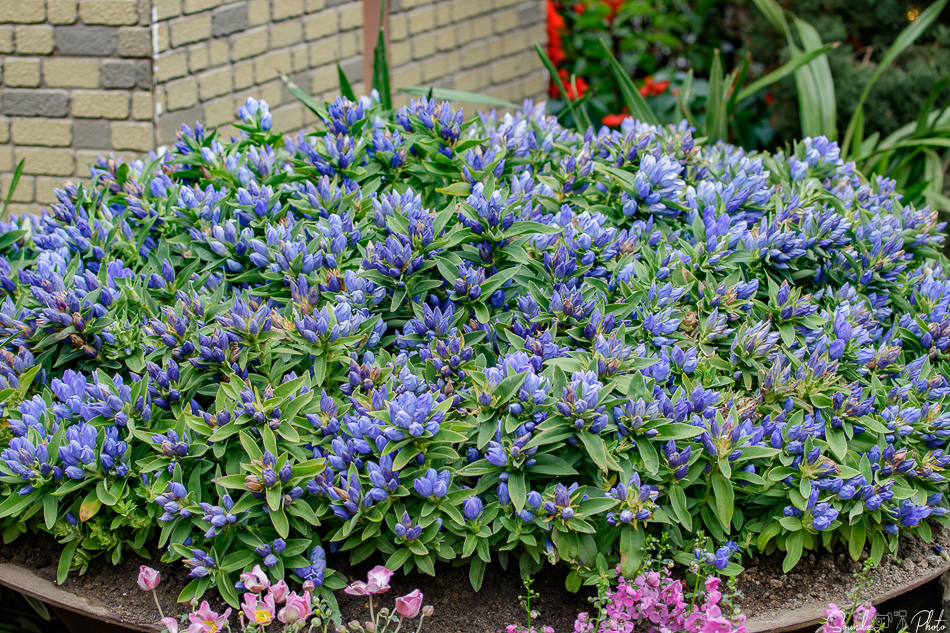 Canon EOS 7D Mark II - EF70-300mm f/4-5.6L IS USM