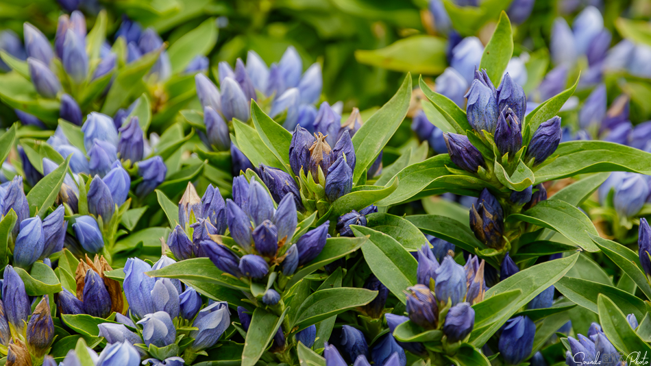 Canon EOS 7D Mark II - EF70-300mm f/4-5.6L IS USM