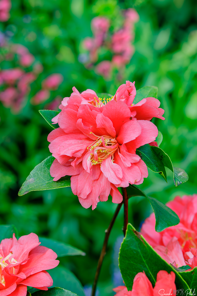 Canon EOS 7D Mark II - EF70-300mm f/4-5.6L IS USM