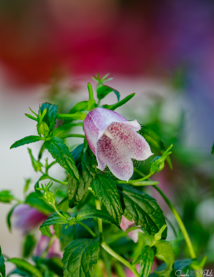 Canon EOS 7D Mark II - EF70-300mm f/4-5.6L IS USM