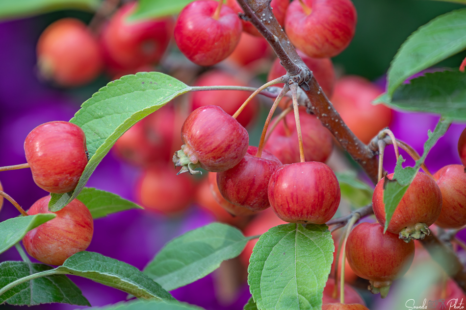 Canon EOS 7D Mark II - EF70-300mm f/4-5.6L IS USM