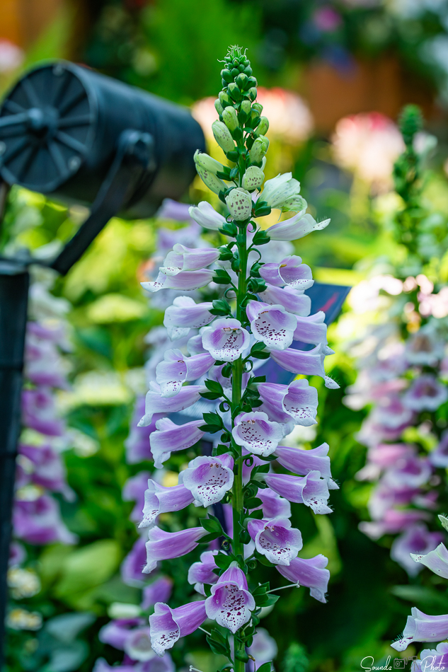 Canon EOS 7D Mark II - EF70-300mm f/4-5.6L IS USM