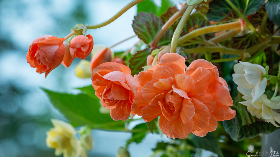 Canon EOS 7D Mark II - EF70-300mm f/4-5.6L IS USM