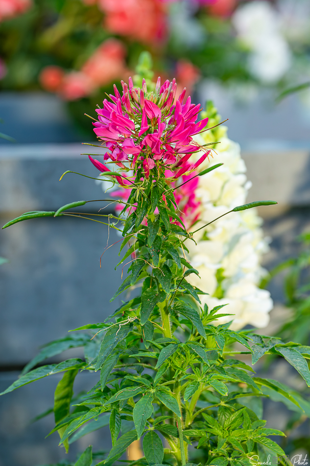 Canon EOS 7D Mark II - EF70-300mm f/4-5.6L IS USM