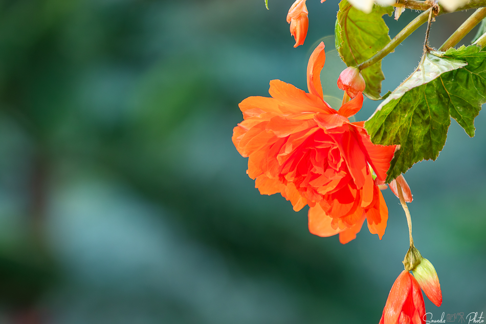 Canon EOS 7D Mark II - EF70-300mm f/4-5.6L IS USM