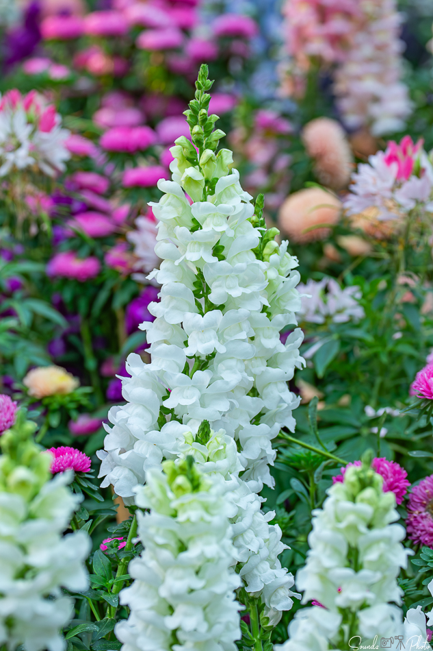 Canon EOS 7D Mark II - EF70-300mm f/4-5.6L IS USM