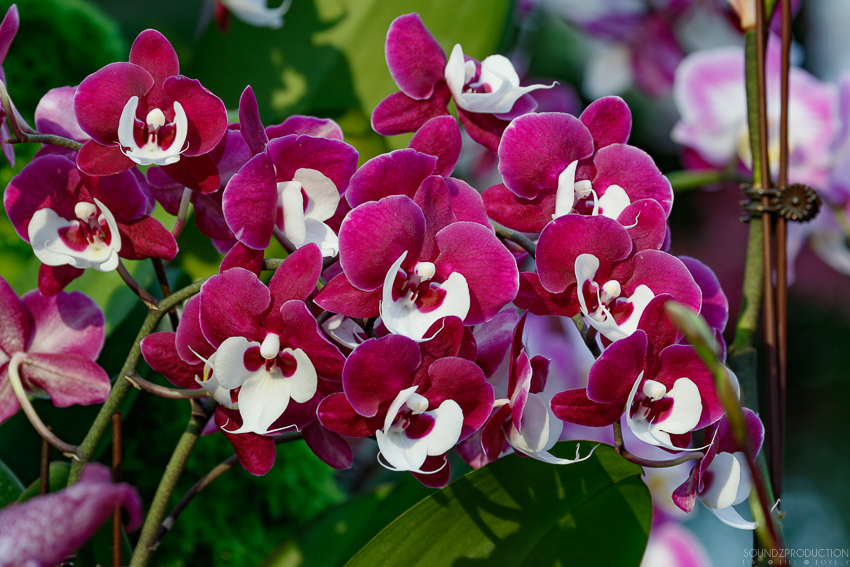 Canon EOS 7D Mark II - EF70-300mm f/4-5.6L IS USM