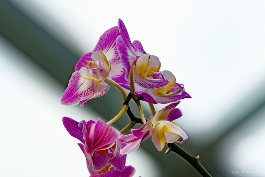 Canon EOS 7D Mark II - EF70-300mm f/4-5.6L IS USM