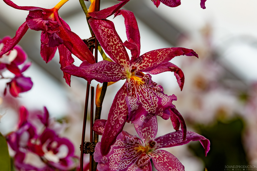 Canon EOS 7D Mark II - EF70-300mm f/4-5.6L IS USM