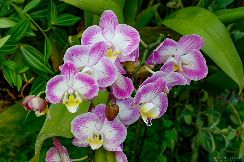 Canon EOS 7D Mark II - EF70-300mm f/4-5.6L IS USM