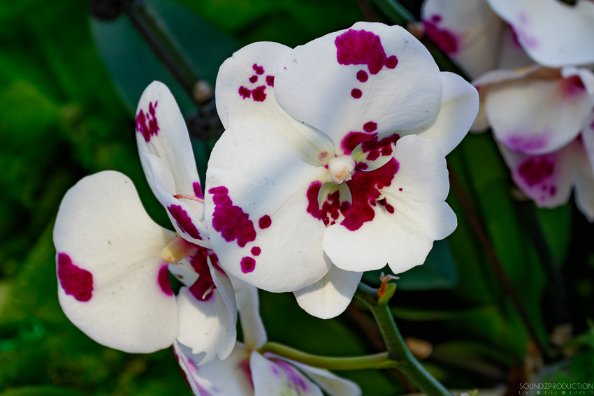 Canon EOS 7D Mark II - EF70-300mm f/4-5.6L IS USM