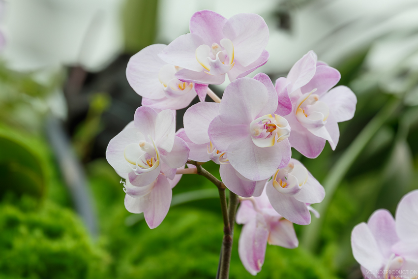 Canon EOS 7D Mark II - EF70-300mm f/4-5.6L IS USM