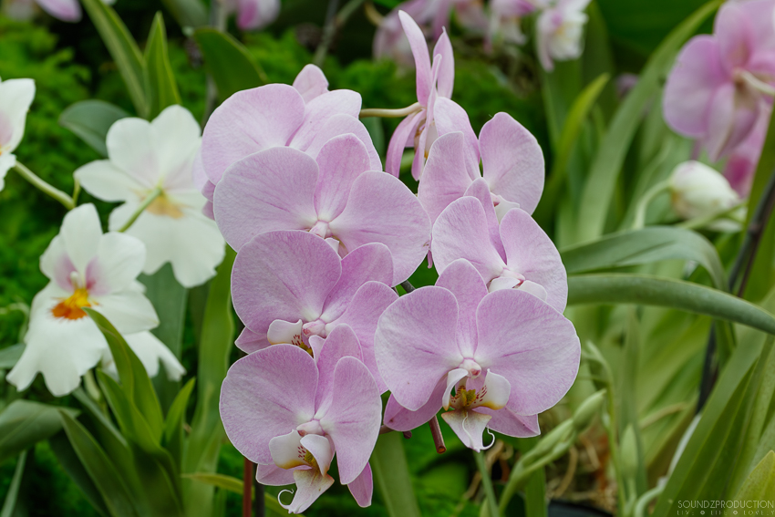 Canon EOS 7D Mark II - EF70-300mm f/4-5.6L IS USM