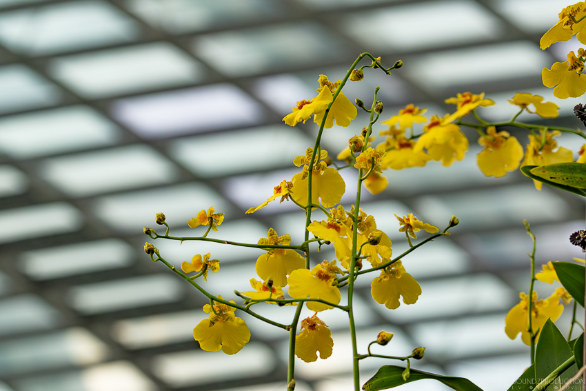 Canon EOS 7D Mark II - EF70-300mm f/4-5.6L IS USM