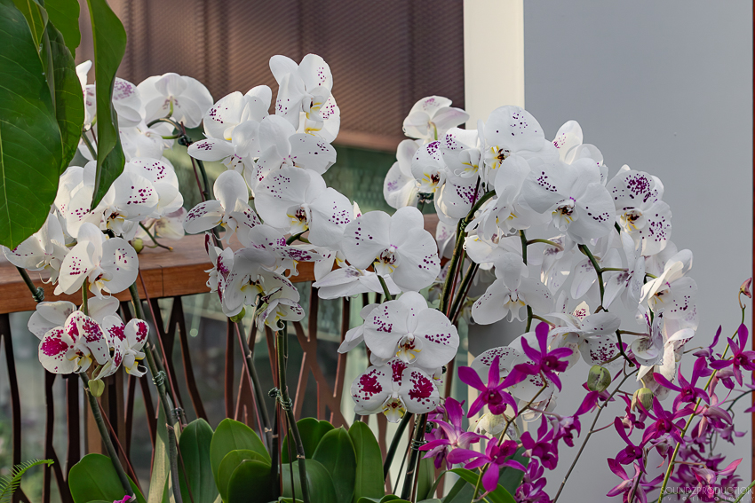 Canon EOS 7D Mark II - EF70-300mm f/4-5.6L IS USM