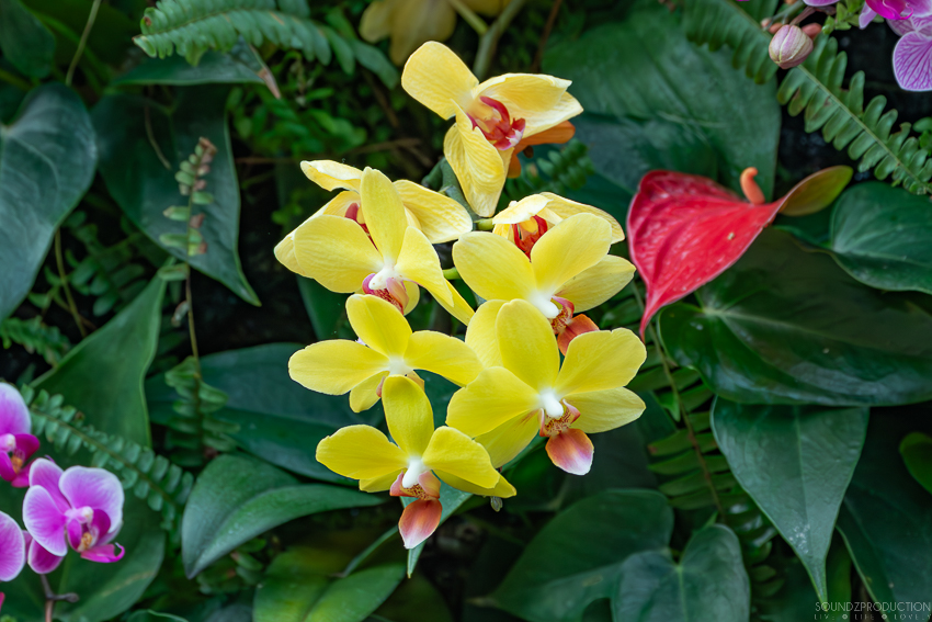 Canon EOS 7D Mark II - EF70-300mm f/4-5.6L IS USM