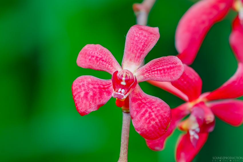 Canon EOS 7D Mark II - EF70-300mm f/4-5.6L IS USM