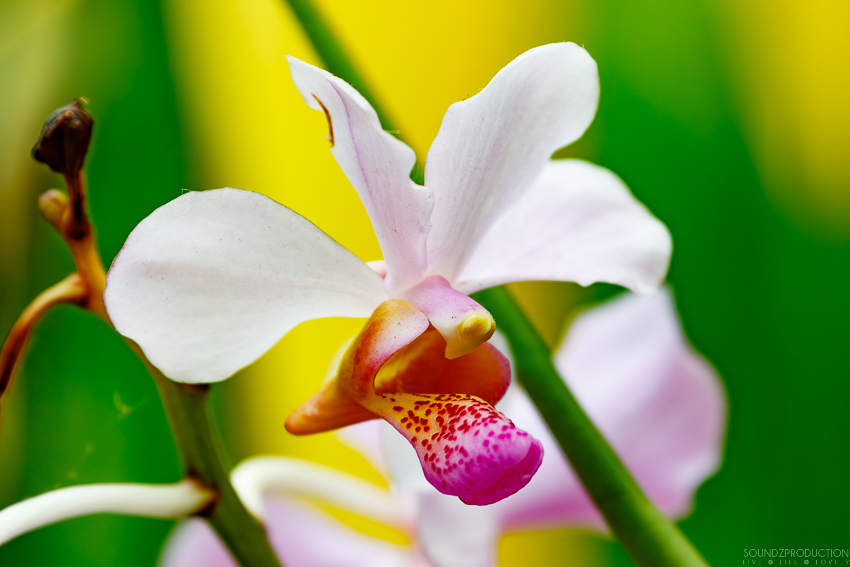 Canon EOS 7D Mark II - EF70-300mm f/4-5.6L IS USM