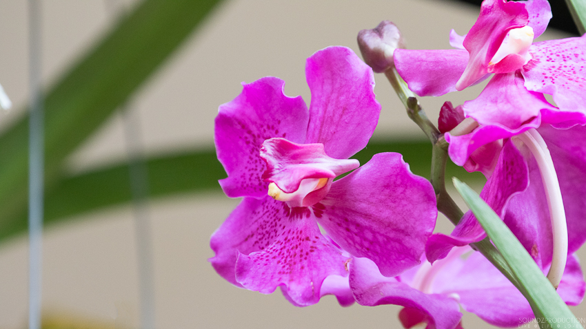 Canon EOS 7D Mark II - EF70-300mm f/4-5.6L IS USM