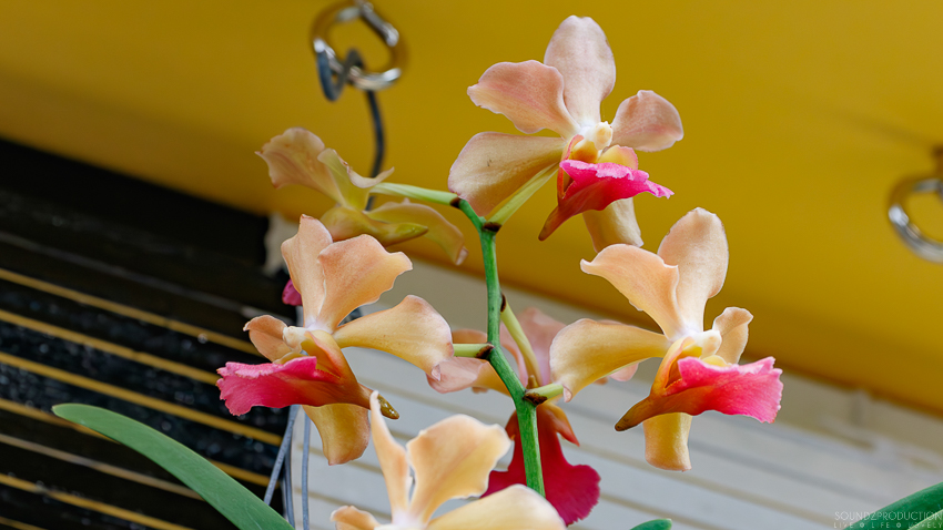 Canon EOS 7D Mark II - EF70-300mm f/4-5.6L IS USM