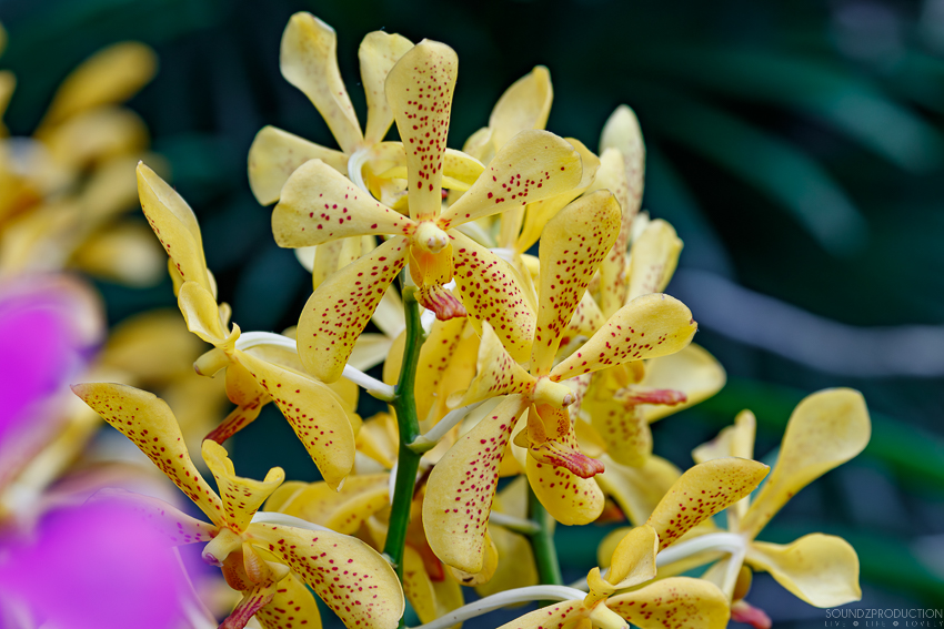 Canon EOS 7D Mark II - EF70-300mm f/4-5.6L IS USM