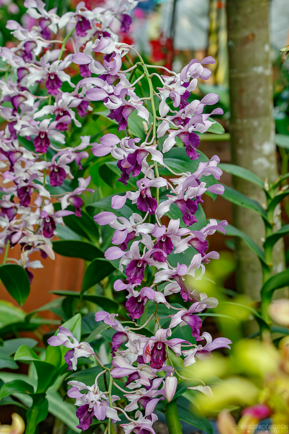 Canon EOS 7D Mark II - EF70-300mm f/4-5.6L IS USM