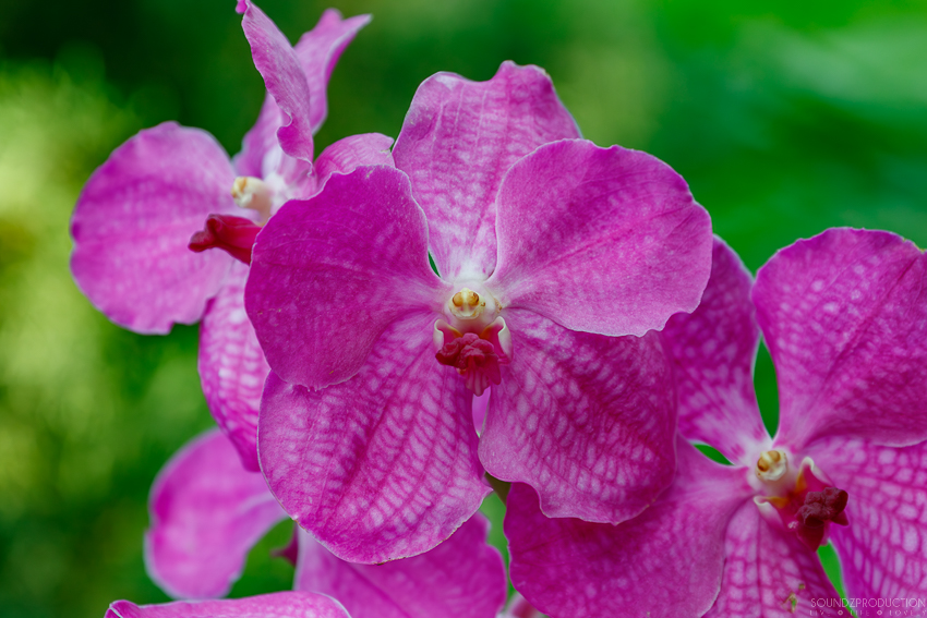 Canon EOS 7D Mark II - EF70-300mm f/4-5.6L IS USM