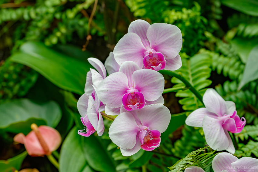 Canon EOS 7D Mark II - EF70-300mm f/4-5.6L IS USM