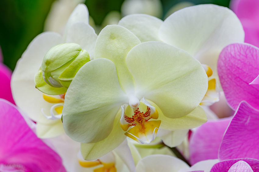 Canon EOS 7D Mark II - EF70-300mm f/4-5.6L IS USM