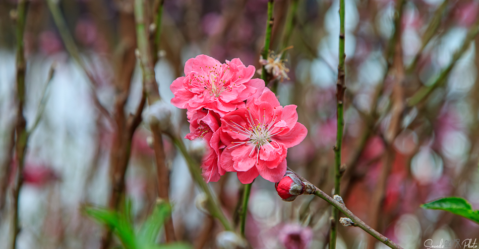 Canon EOS 7D Mark II - EF24-105mm f/4L IS USM