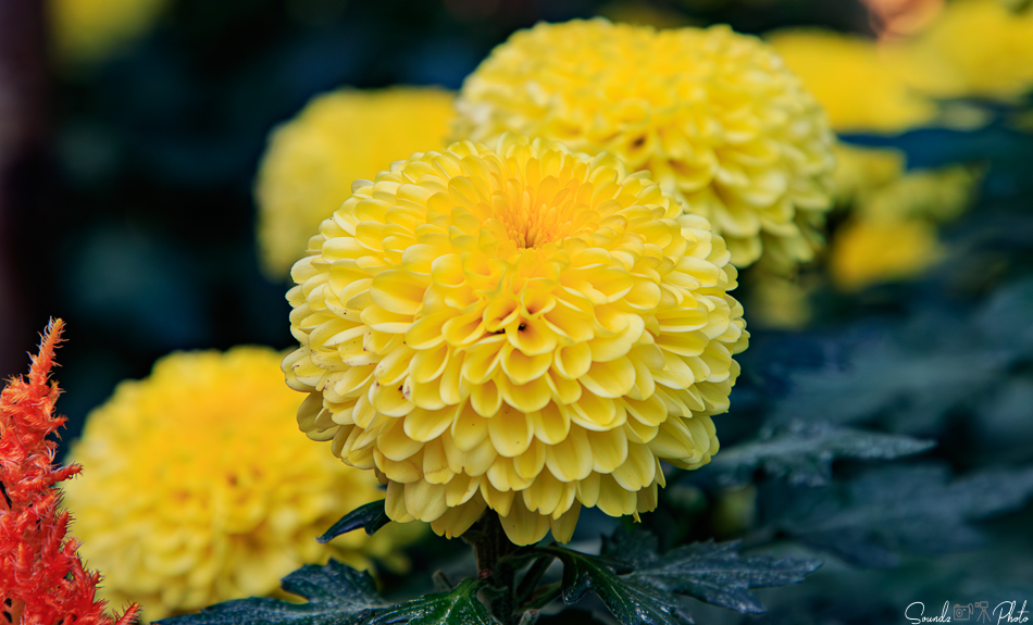 Canon EOS 7D Mark II - EF24-105mm f/4L IS USM