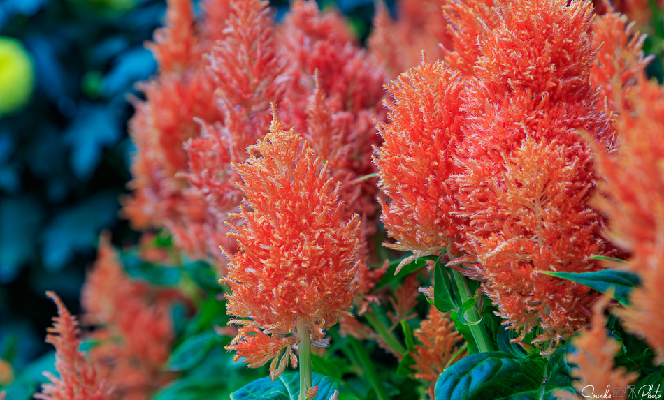 Canon EOS 7D Mark II - EF24-105mm f/4L IS USM