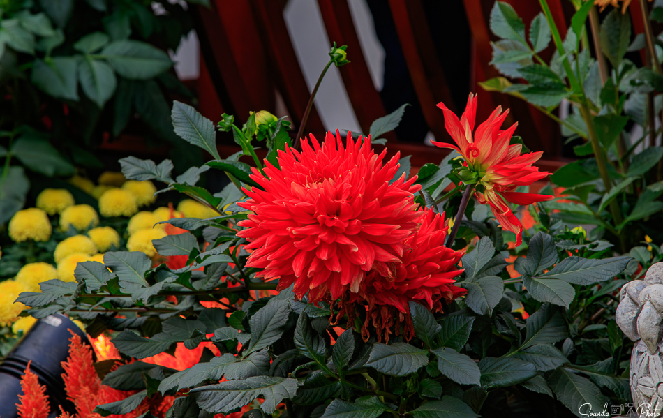 Canon EOS 7D Mark II - EF24-105mm f/4L IS USM