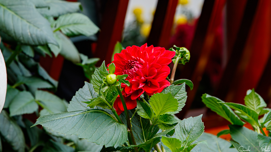 Canon EOS 7D Mark II - EF24-105mm f/4L IS USM