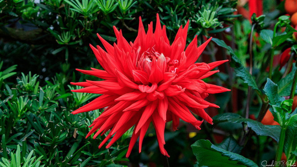 Canon EOS 7D Mark II - EF24-105mm f/4L IS USM