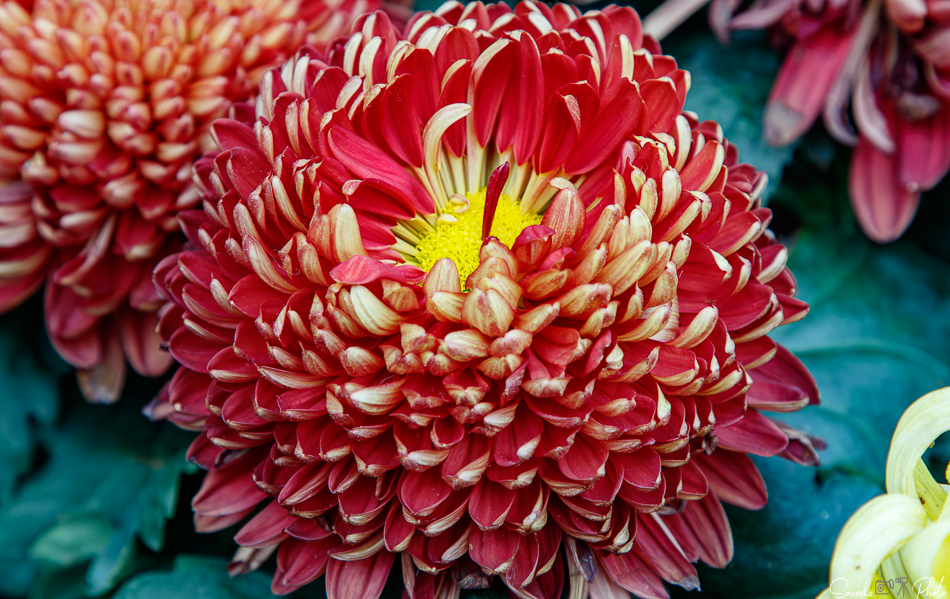 Canon EOS 7D Mark II - EF24-105mm f/4L IS USM