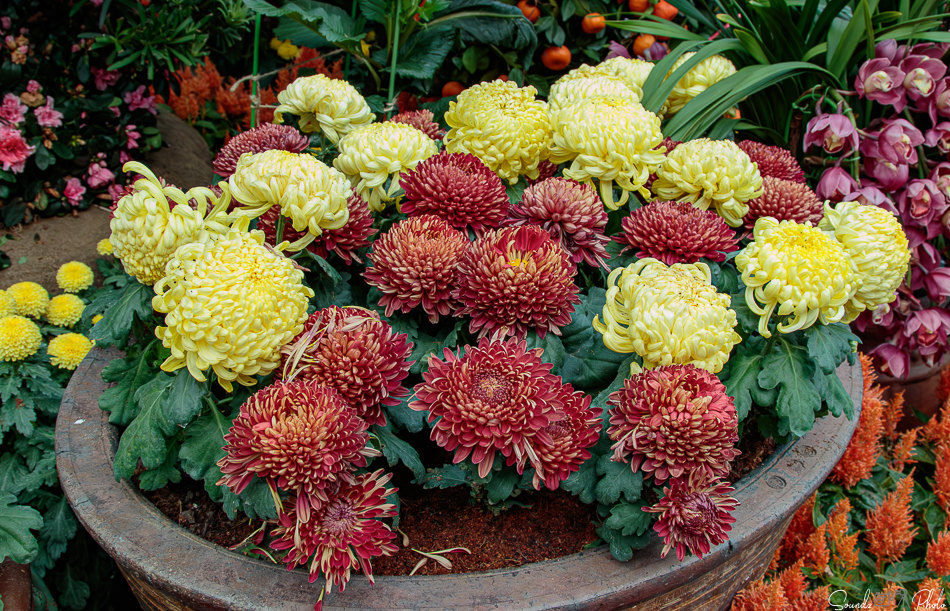 Canon EOS 7D Mark II - EF24-105mm f/4L IS USM