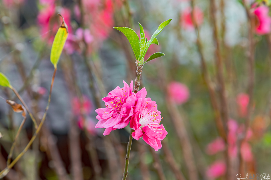 Canon EOS 7D Mark II - EF24-105mm f/4L IS USM