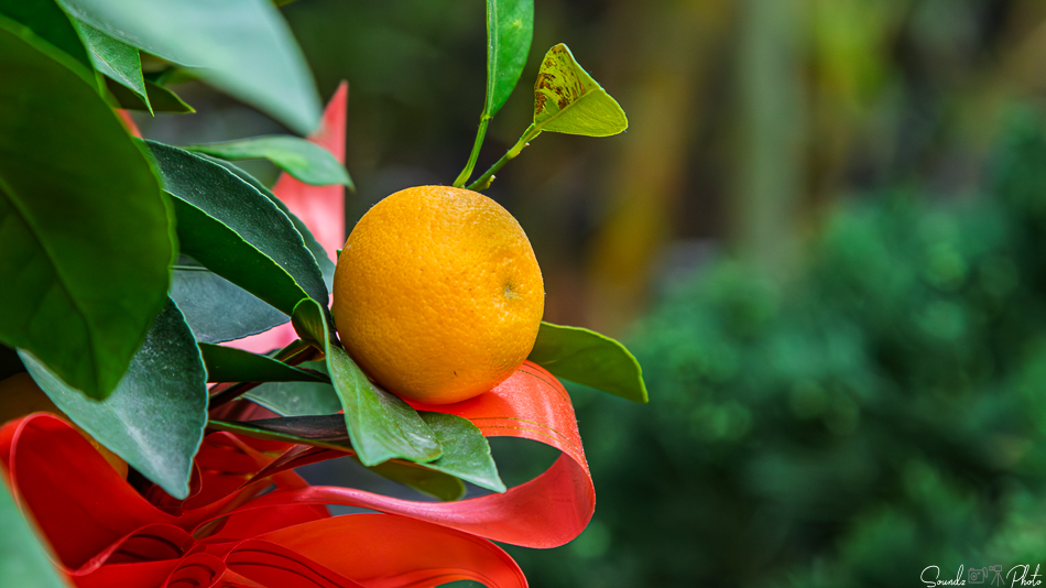 Canon EOS 7D Mark II - EF24-105mm f/4L IS USM