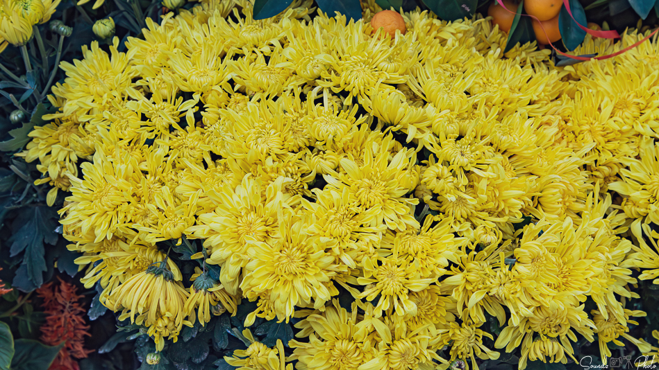 Canon EOS 7D Mark II - EF24-105mm f/4L IS USM