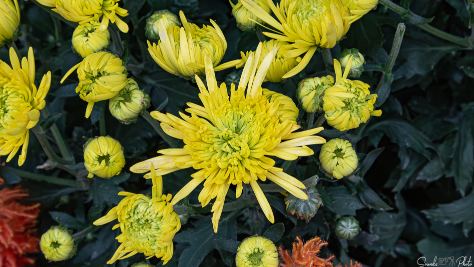 Canon EOS 7D Mark II - EF24-105mm f/4L IS USM