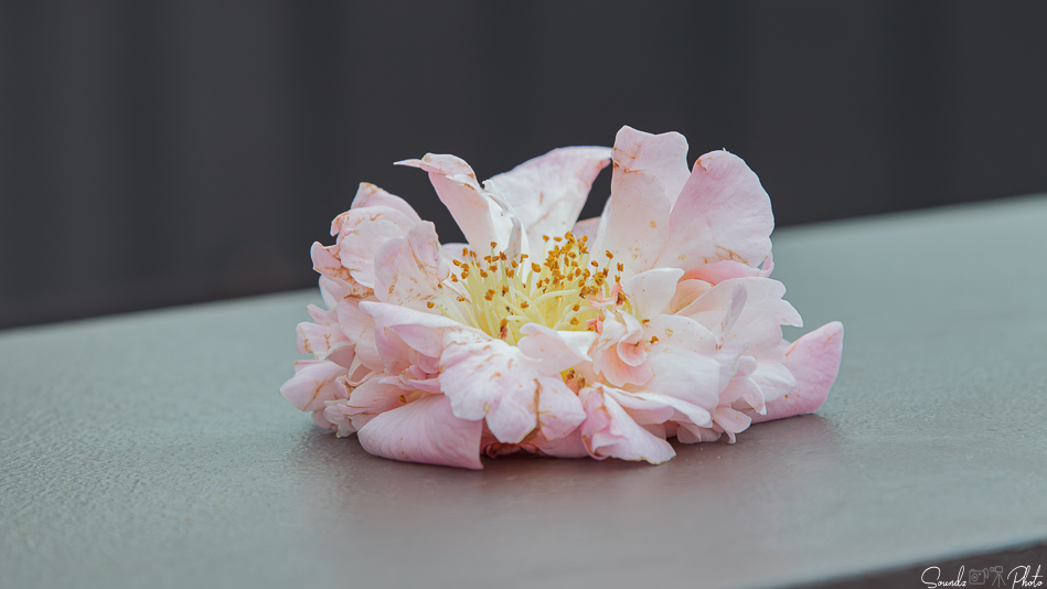 Canon EOS 7D Mark II - EF24-105mm f/4L IS USM