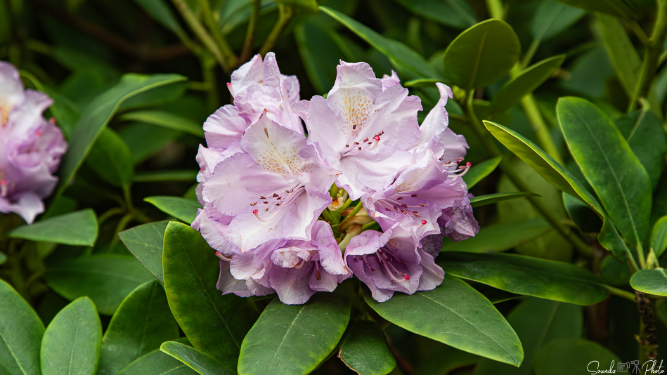 Canon EOS 7D Mark II - EF24-105mm f/4L IS USM