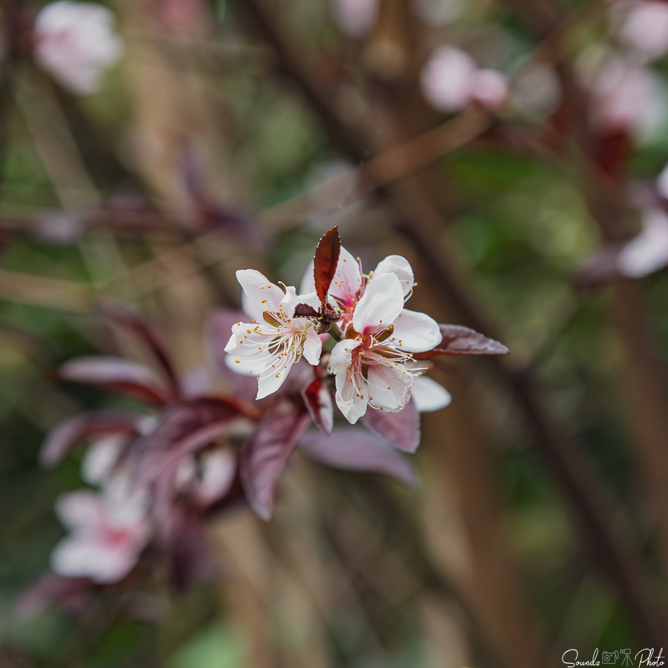 Canon EOS 7D Mark II - EF24-105mm f/4L IS USM