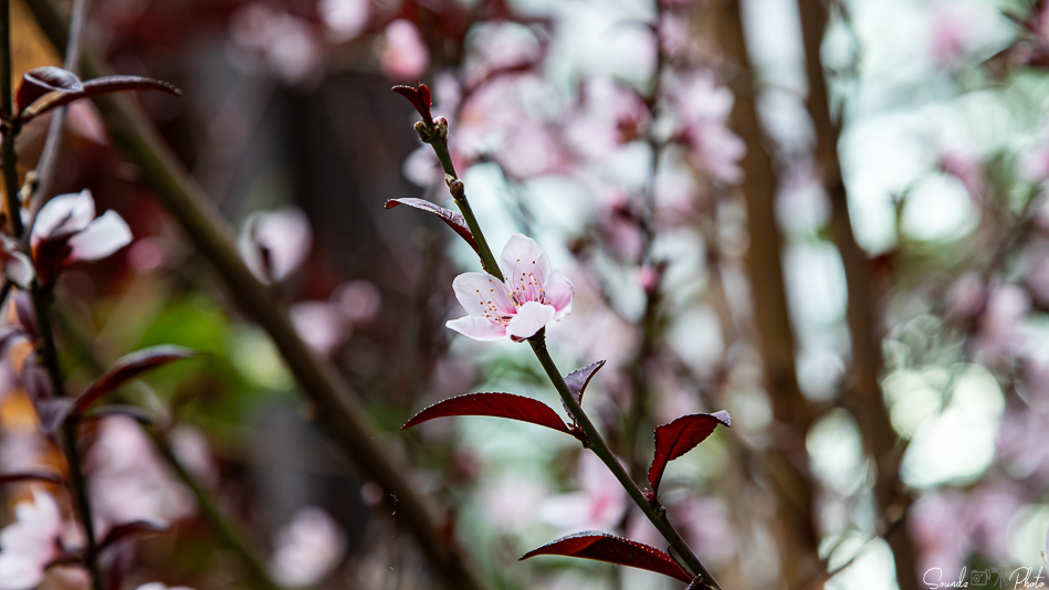 Canon EOS 7D Mark II - EF24-105mm f/4L IS USM